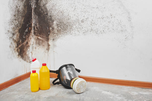 Best Residential Mold Removal  in Santa Teresa, NM