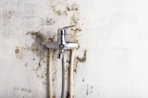Best Same-Day Mold Removal  in Santa Teresa, NM