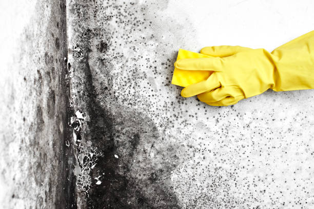 Mold Removal and Inspection in Santa Teresa, NM