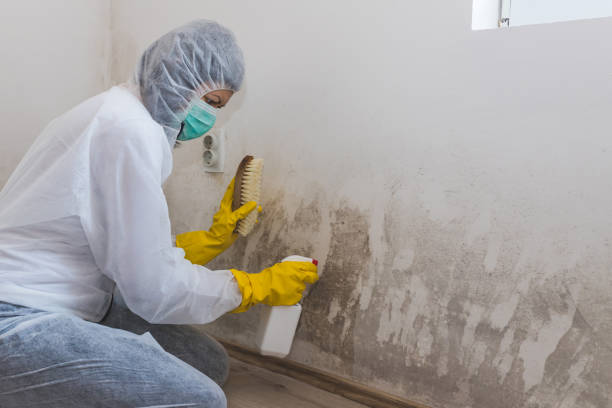 Best Mold Remediation  in Santa Teresa, NM