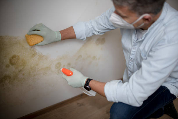 Best Home Mold Removal  in Santa Teresa, NM