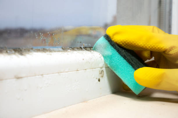 Best Emergency Mold Removal  in Santa Teresa, NM