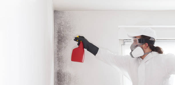 Professional Mold Removal in Santa Teresa, NM