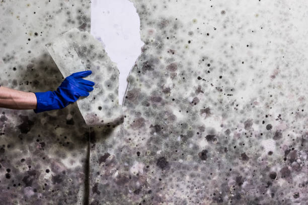 Best Black Mold Removal  in Santa Teresa, NM
