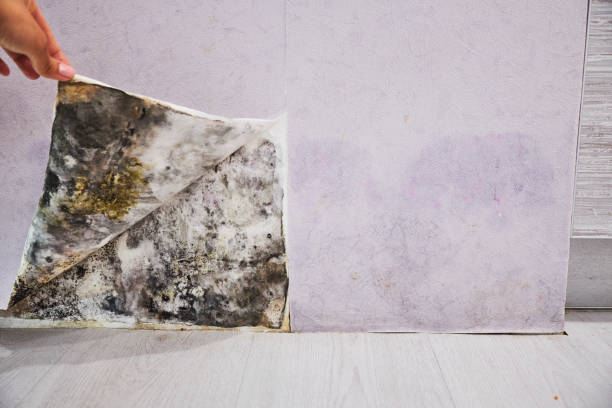 Best Affordable Mold Removal  in Santa Teresa, NM